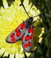 Zygaena rhadamanthus - Northern Castilla y León © Teresa Farino